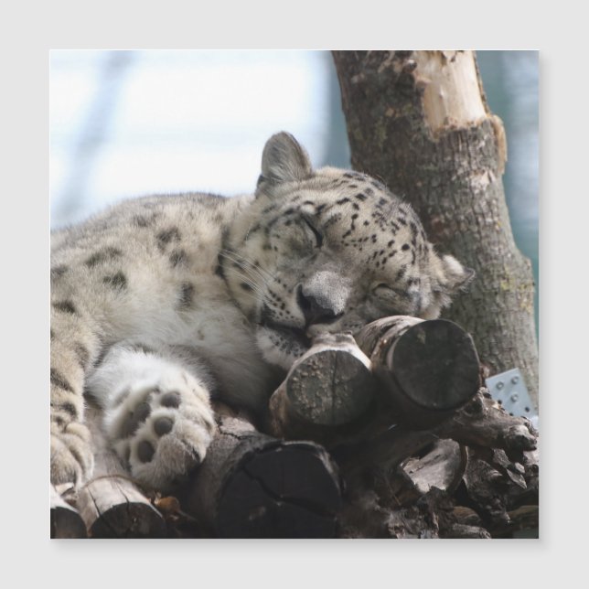 Leopard 002 (Devant)