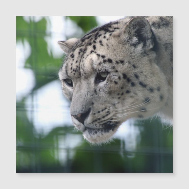 Leopard 003 (Devant)