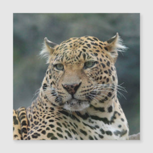 Leopard 006
