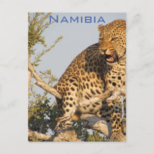 Léopard, Carte postale de Namibie