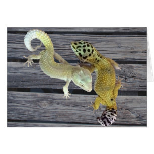 Leopard Geckos - Manteau de plusieurs couleurs