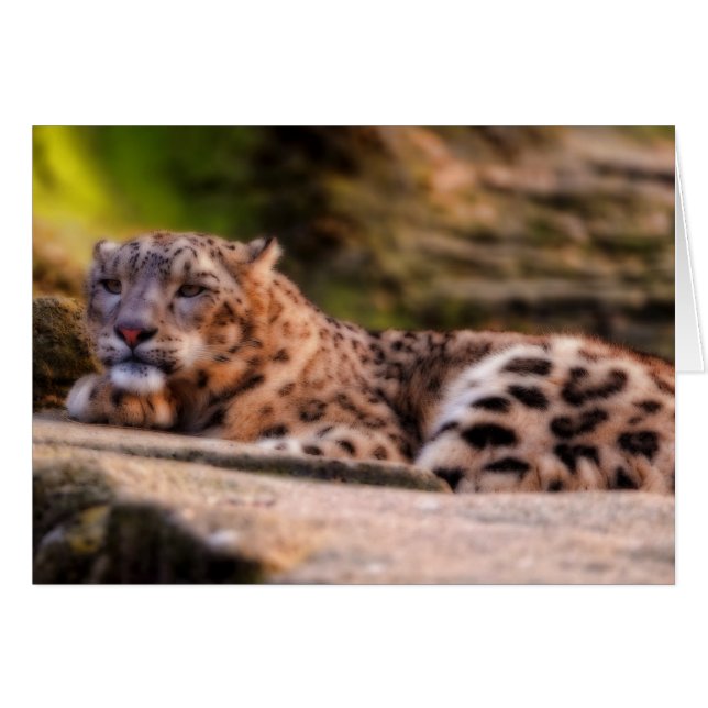 Léopard Lounging (Devant horizontal)