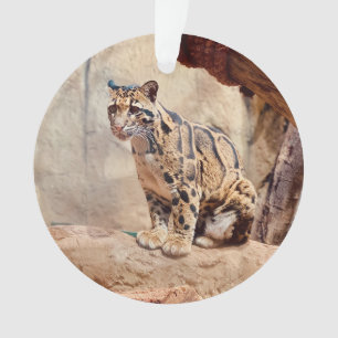 léopard nébuleux image nature faune exotique