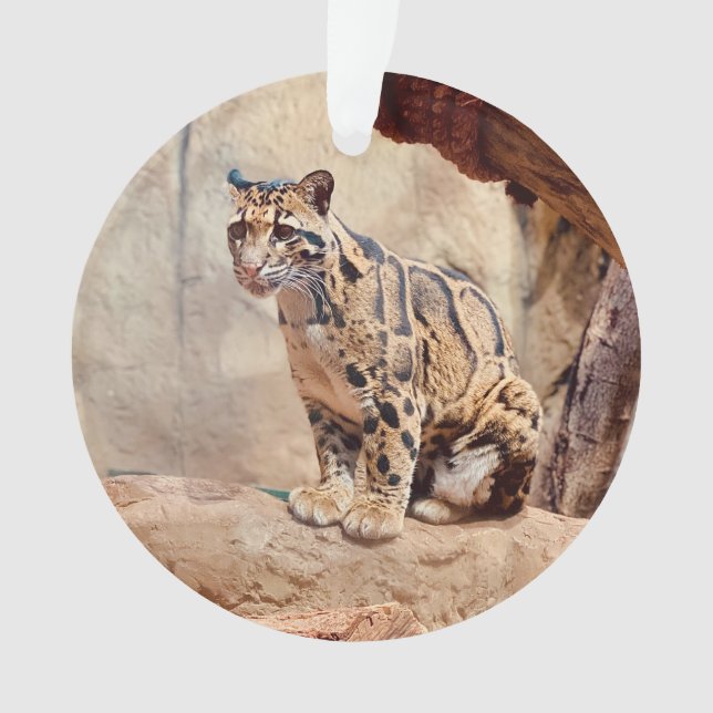 léopard nébuleux image nature faune exotique (devant)