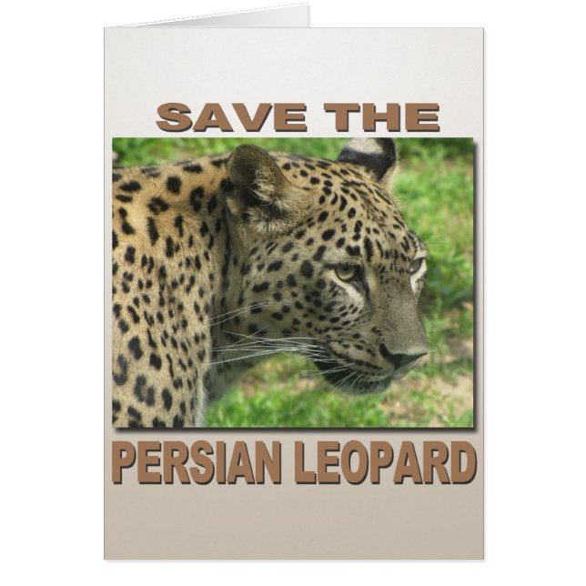 Léopard persan (Devant)