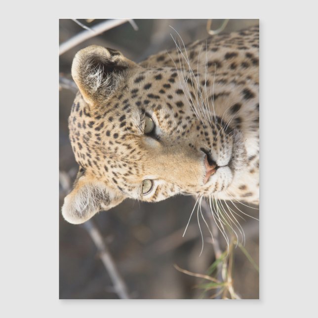 Leopard portrait (Devant)