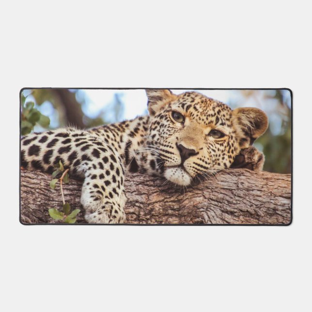 Leopard Relaxant (Recto)