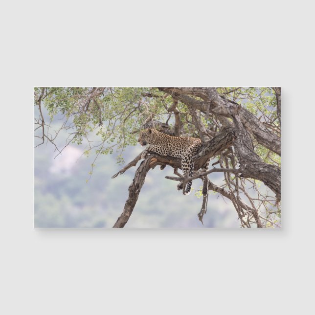 Leopard sur un arbre (Devant)