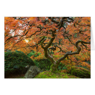 L'Érable Dans Les Jardins Japonais En Automne