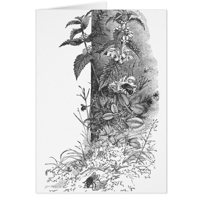 Les abeilles fréquentent la menthe fleurissante (Devant)