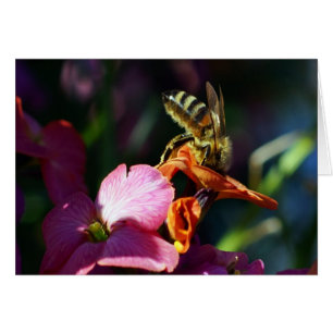 Les abeilles Occupées !