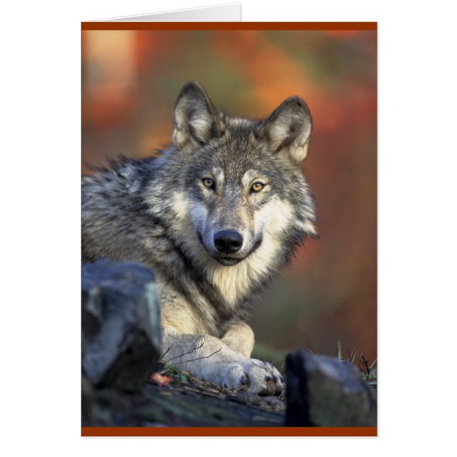 Les amateurs de loups gris (Devant)
