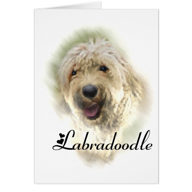 Les amoureux du Labradoodle (Devant)