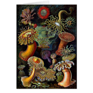 Les anémones de Under the Sea