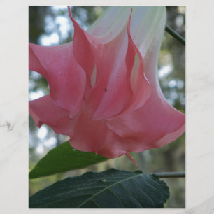 Les anges roses trompette fleur