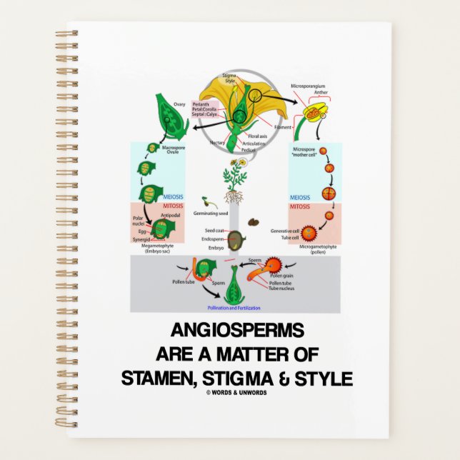 Les Angiospermes Sont Une Question De Stigmatisati (Devant)
