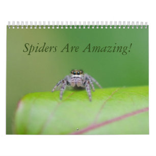 Les araignées sont extraordinaires ! Calendrier