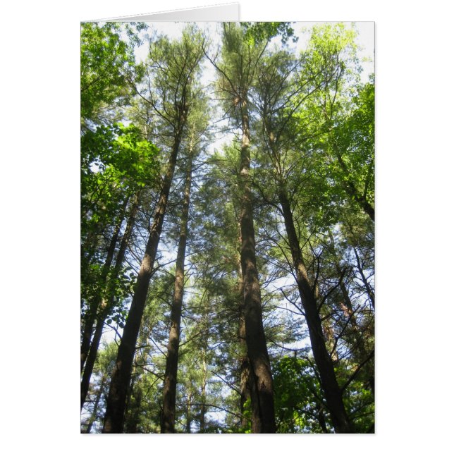 Les arbres atteignent le ciel (Devant)