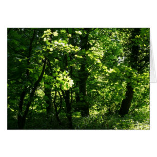 Les arbres au printemps. Bute Park, Cardiff. Pays