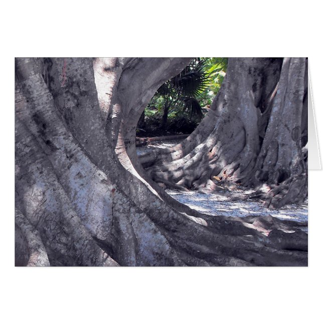 Les arbres banians (Devant horizontal)