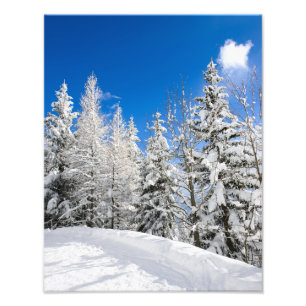 Les arbres de neige sous une photo claire de ciel