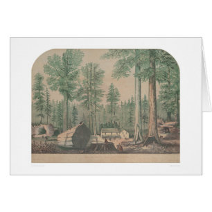 Les arbres gigantesques de la Californie (1191)