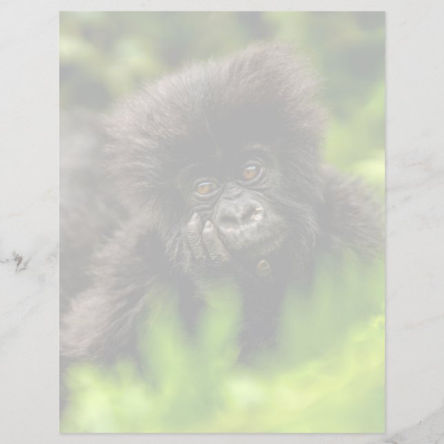 Les bébés animaux les plus mignons | Bébé gorille  (Devant)