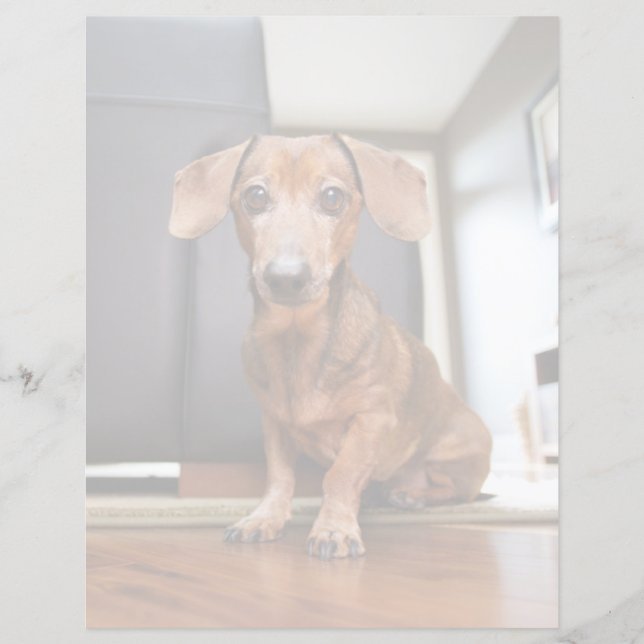 Les bébés animaux les plus mignons | chiot Dachshu (Devant)