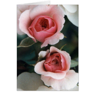 Les bourgeons deviennent des fleurs