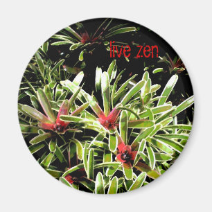 les bromeliads vivent aimant de zen