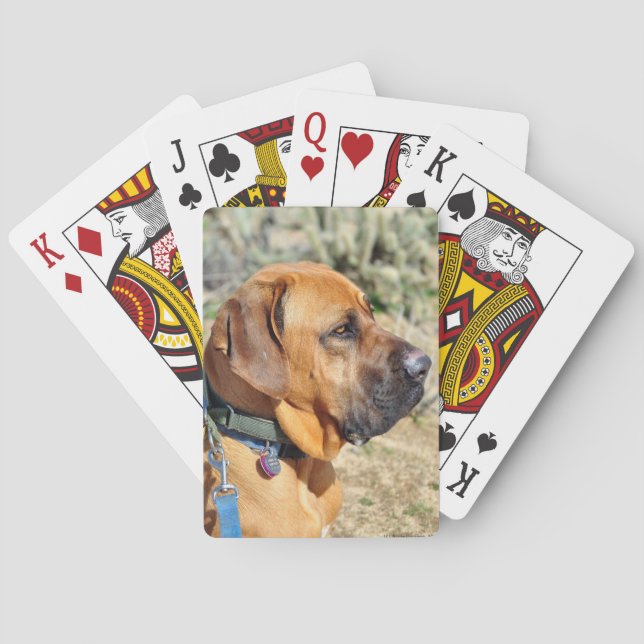 Les Cartes De Jeu Des Mastiff Brésiliens (dos)