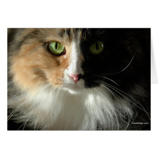 Les Cartes des yeux du chat