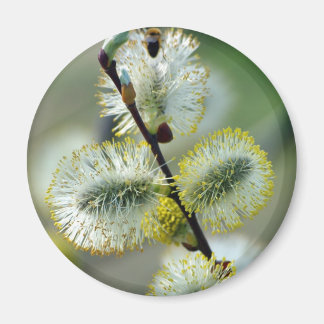 Les catkins de Pâques - Magnet