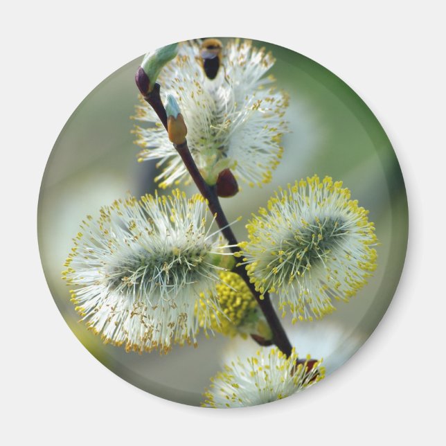 Les catkins de Pâques - Magnet (Devant)