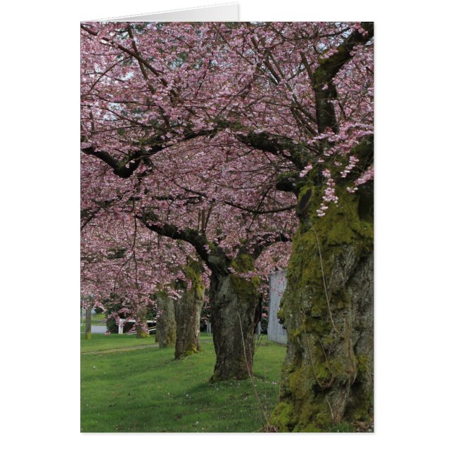 Les cerisiers en fleurs du printemps (Devant)