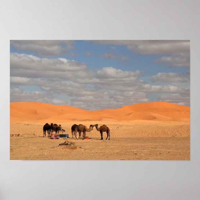 Les chameaux du désert du Sahara Poster (Devant)