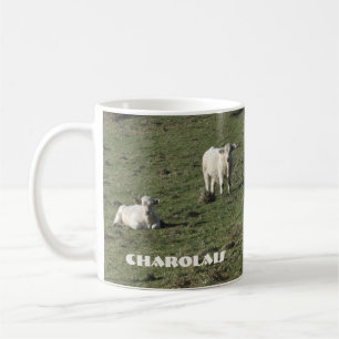 Les charolais effrayent et la tasse de veaux