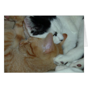 Les chatons en amour