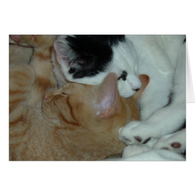 Les chatons en amour (Devant horizontal)