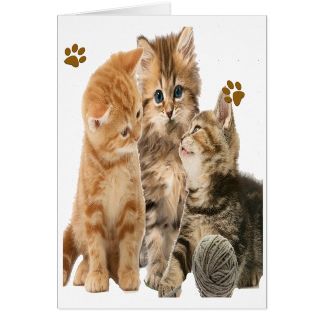 Les chatons en jeu (Devant)