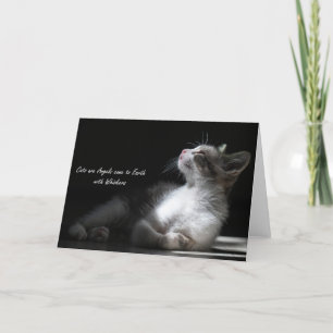 Les chats sont des anges viennent sur Terre, carte