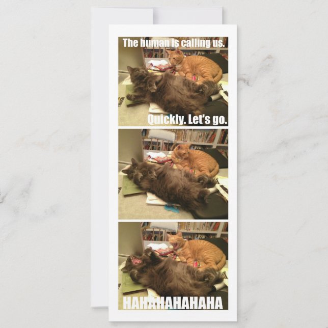 Les chats sont des trous (Devant)