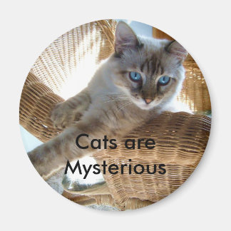 Les chats sont un mystérieux aimant