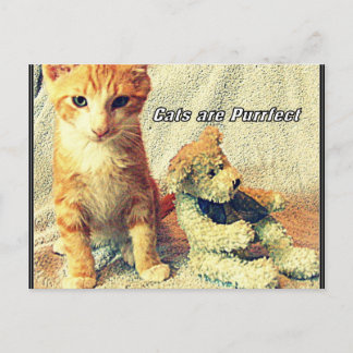 Les chats sont une carte postale parfaite