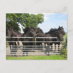 Les chevaux à la carte postale de la clôture