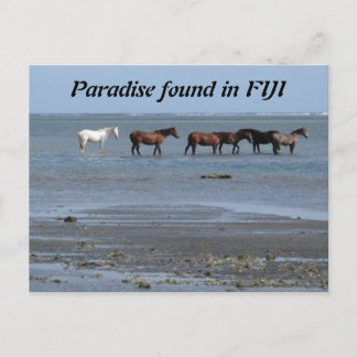 Les chevaux sur la plage à Fidji Carte postale