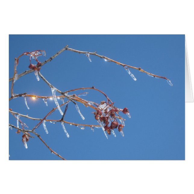 Les cigales scintillent au soleil contre le ciel b (Devant horizontal)