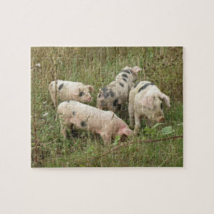 Les cochons dans un puzzle de terrain