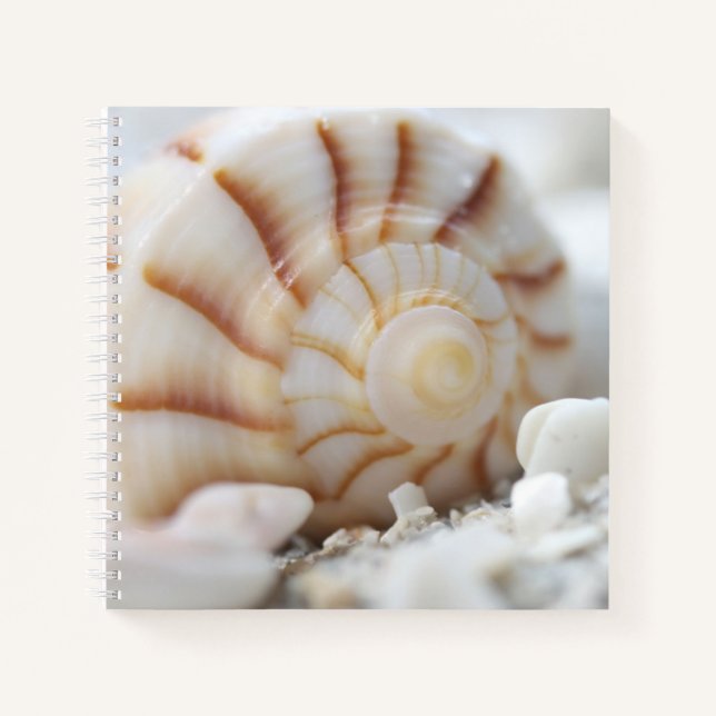 Les coquilles dans le Carnet de sable (Devant)