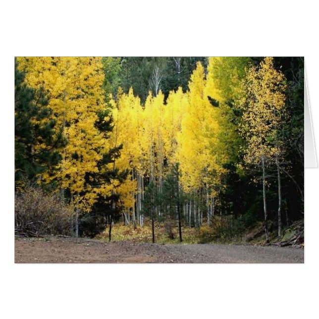 Les couleurs d'automne étaient GRANDES (Devant horizontal)